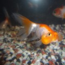 6月20日の日記　飼育6日目