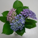 紫陽花が満開