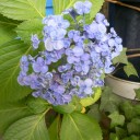 紫陽花が満開