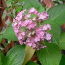 紫陽花が満開