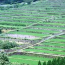 棚田の景観