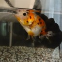 6月22日の日記　飼育8日目