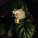 茉莉花(編集しました)