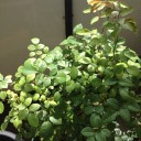 掌ほどの世界の庭。