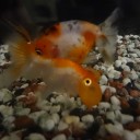 6月28日の日記　飼育14日目