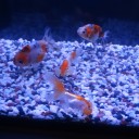 6月28日の日記　飼育14日目
