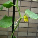メロンの花が開花