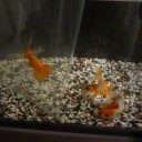 6月29日の日記　飼育15日目　その2