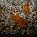 6月29日の日記　飼育15日目　その2