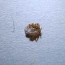 閲覧注意！　マダニの画像
