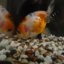 7月2日の日記　飼育18日目