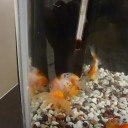 7月2日の日記　飼育18日目