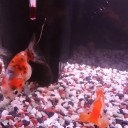 7月2日の日記　飼育18日目