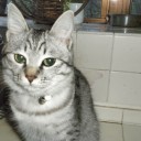 猫との知恵比べ
