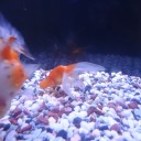 7月6日の日記　飼育22日目