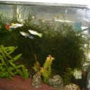生き物係の仕事