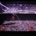 7月13日の日記　飼育29日目