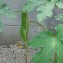 今宵涼しや