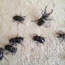 クワガタ採り