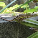 庭でトカゲを発見