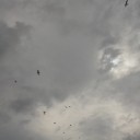 カモメのミナサン。