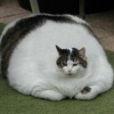 やったぜ。
