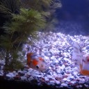 8月6日の日記　飼育53日目