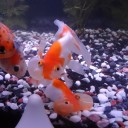 8月6日の日記　飼育53日目