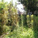 夏休み