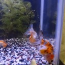 8月10日の日記　飼育57日目