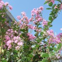鉢植えの花を購入