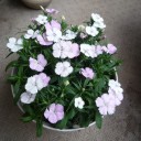 鉢植えの花を購入