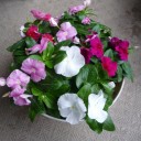 鉢植えの花を購入