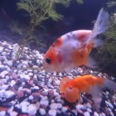 8月12日の日記　飼育59日目