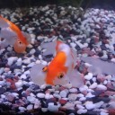 8月13日の日記　飼育60日目