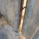 続スパニッシュ猫