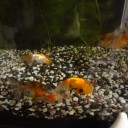 8月16日の日記　飼育63日目