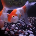 8月22日の日記　飼育69日目