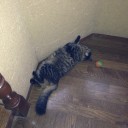 猫迷彩