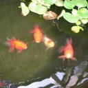 金魚の稚魚が成長しました