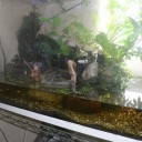 金魚の稚魚が成長しました