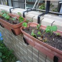 苺の株の植え替え