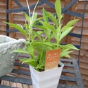 農協で草花を買う