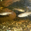 ペットの魚が成長