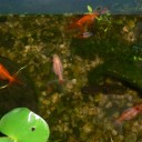 ペットの魚が成長