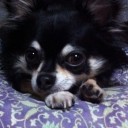 スワ大変！！犬が玉ねぎ食べた