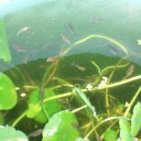 金魚の引越し