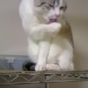 1月11日の日記