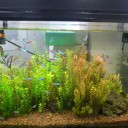 寒い冬も熱帯魚だけは元気です。