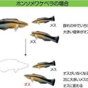 一週間後  グツグツ
